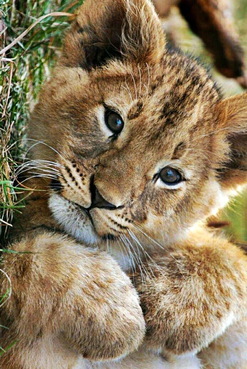 Милые львята. Красивое животное