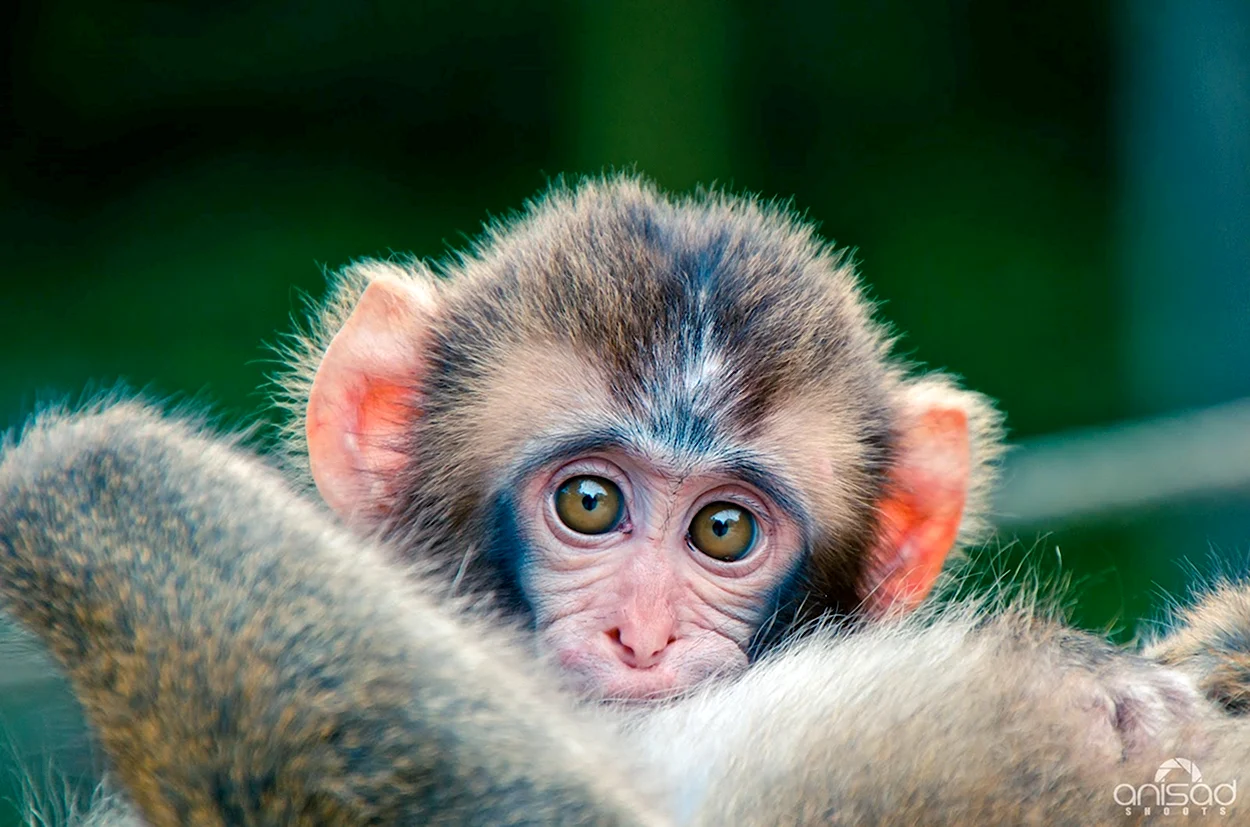 Милые обезьянки. Красивое животное