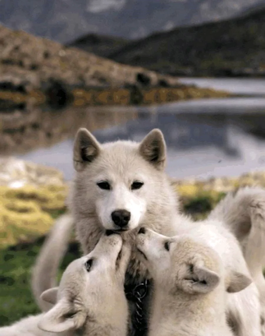Милые волки. Красивое животное