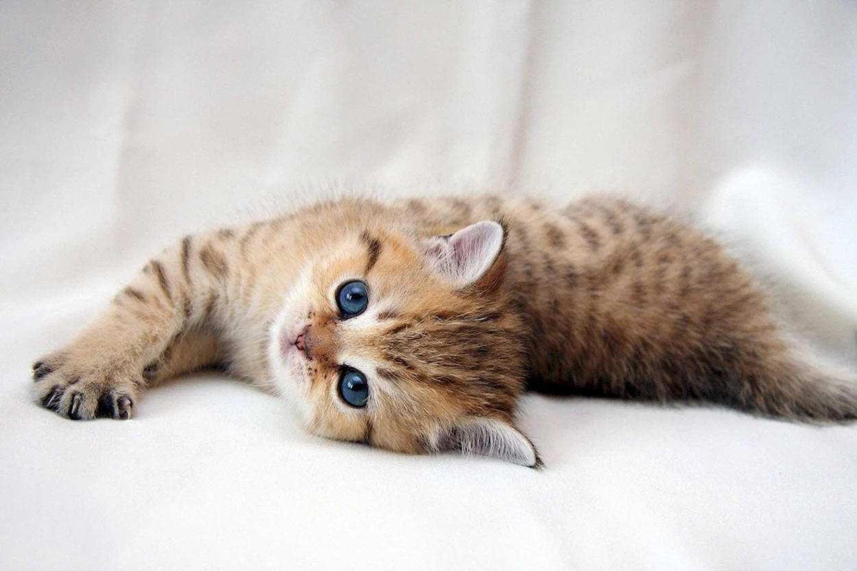 Милый котенок с голубыми глазами. Красивое животное