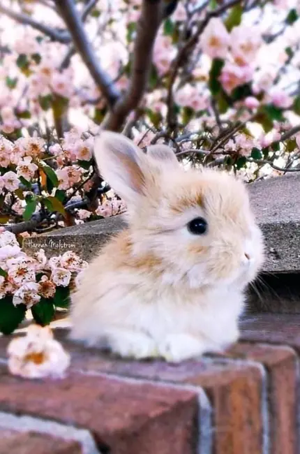 Милый кролик. Красивое животное