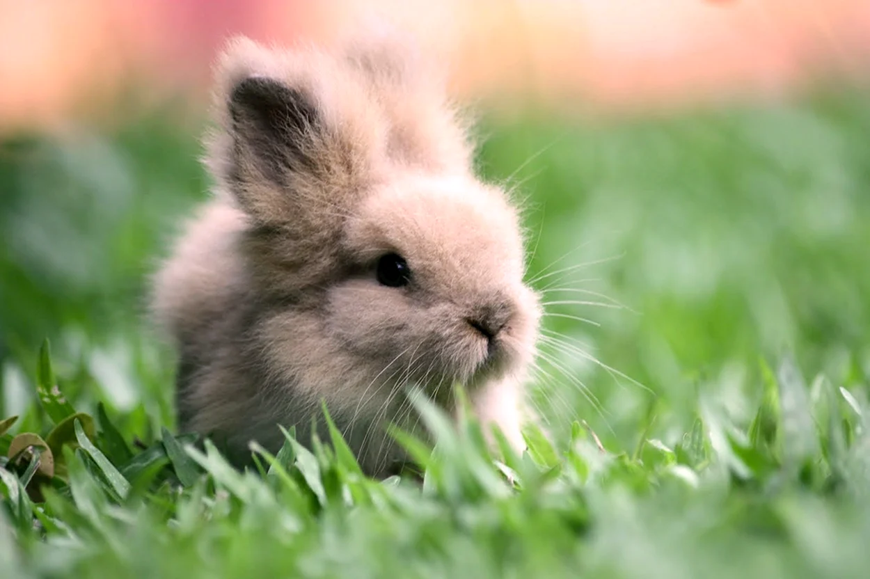 Милый кролик. Красивое животное