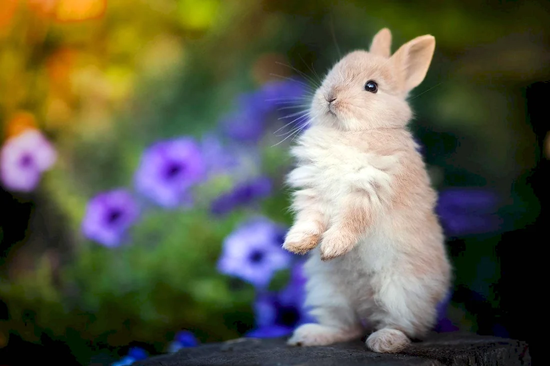 Милый кролик. Красивые картинки животных