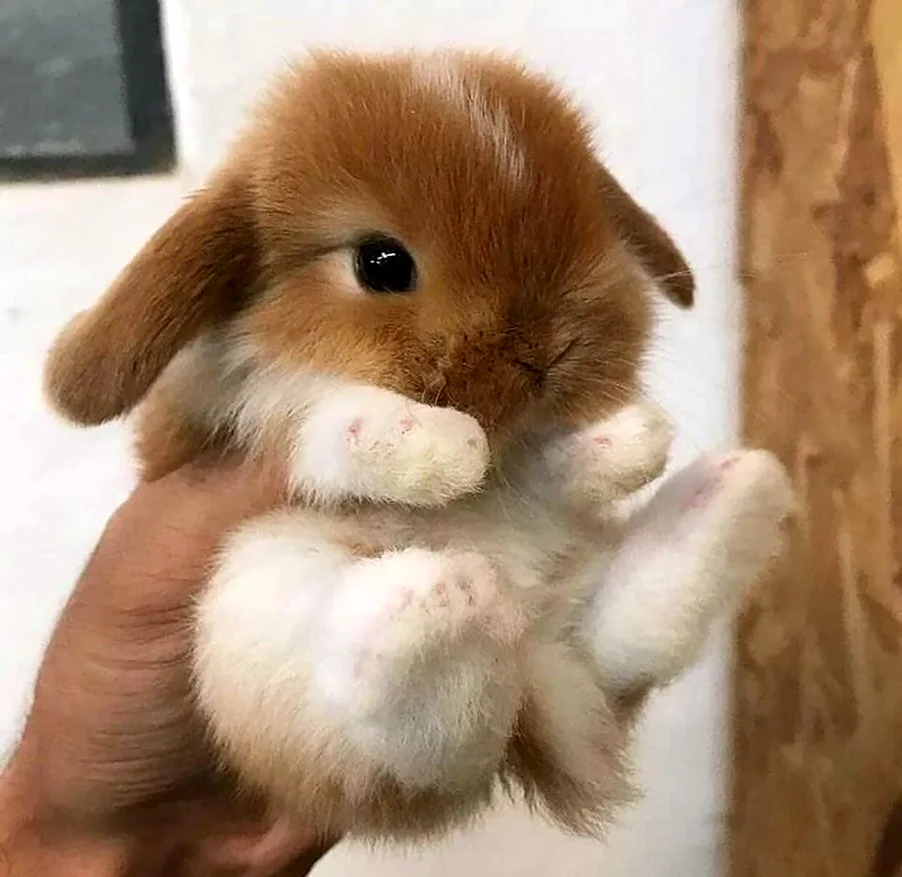 Милый кролик. Красивые картинки животных
