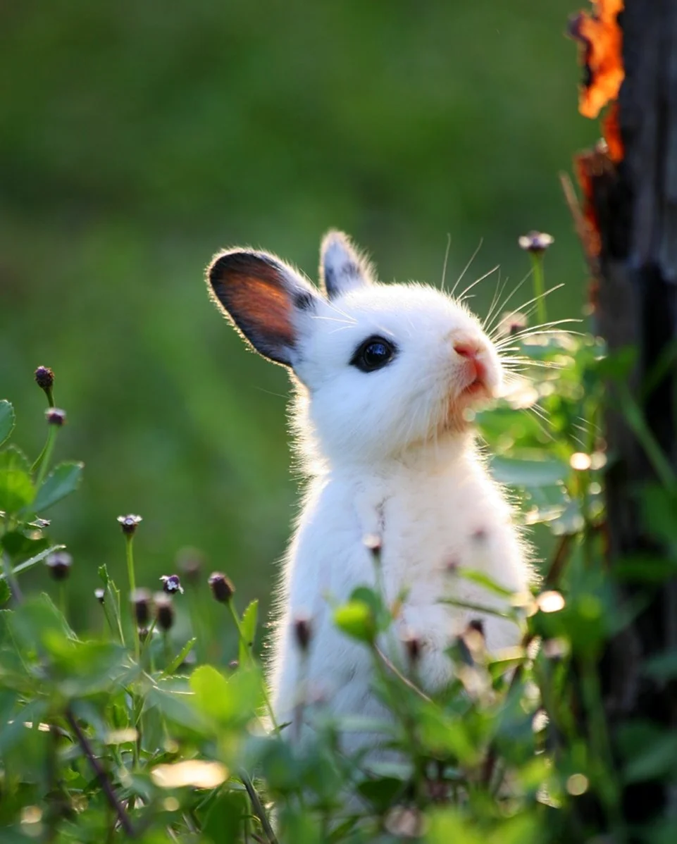 Милый заяц. Красивое животное