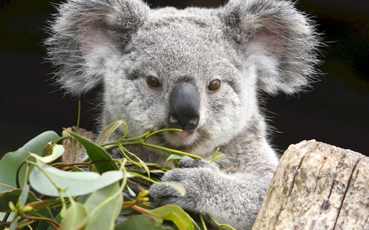 Мишка коала. Красивое животное