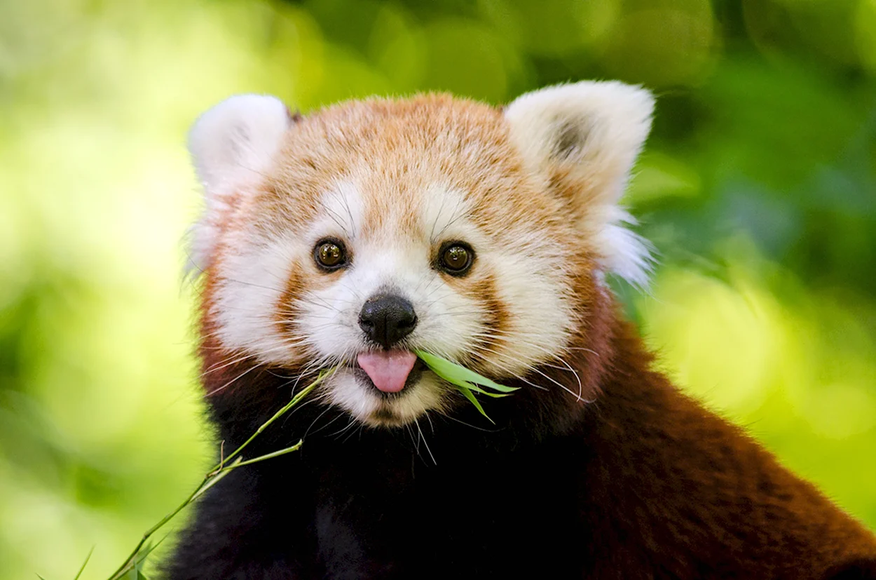 Млекопитающие красная Панда. Красивое животное