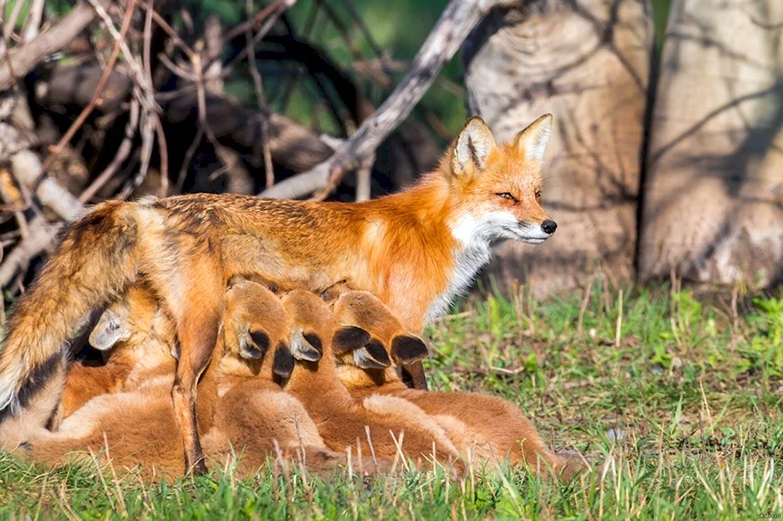 Млекопитающие лиса. Красивые картинки животных