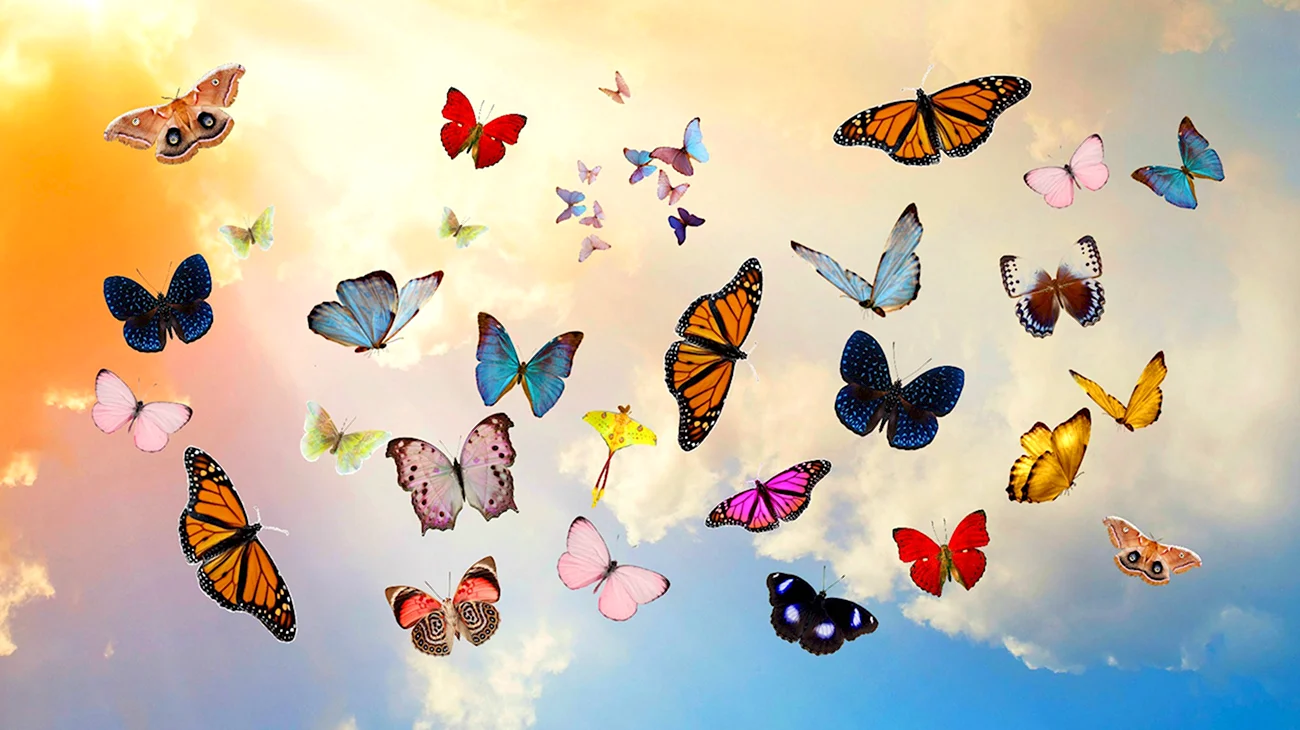 Много бабочек. Красивая картинка