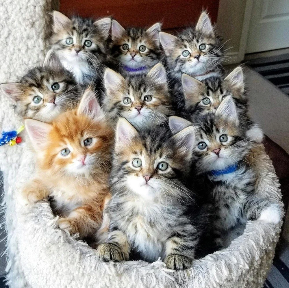 Много кошек. Картинка