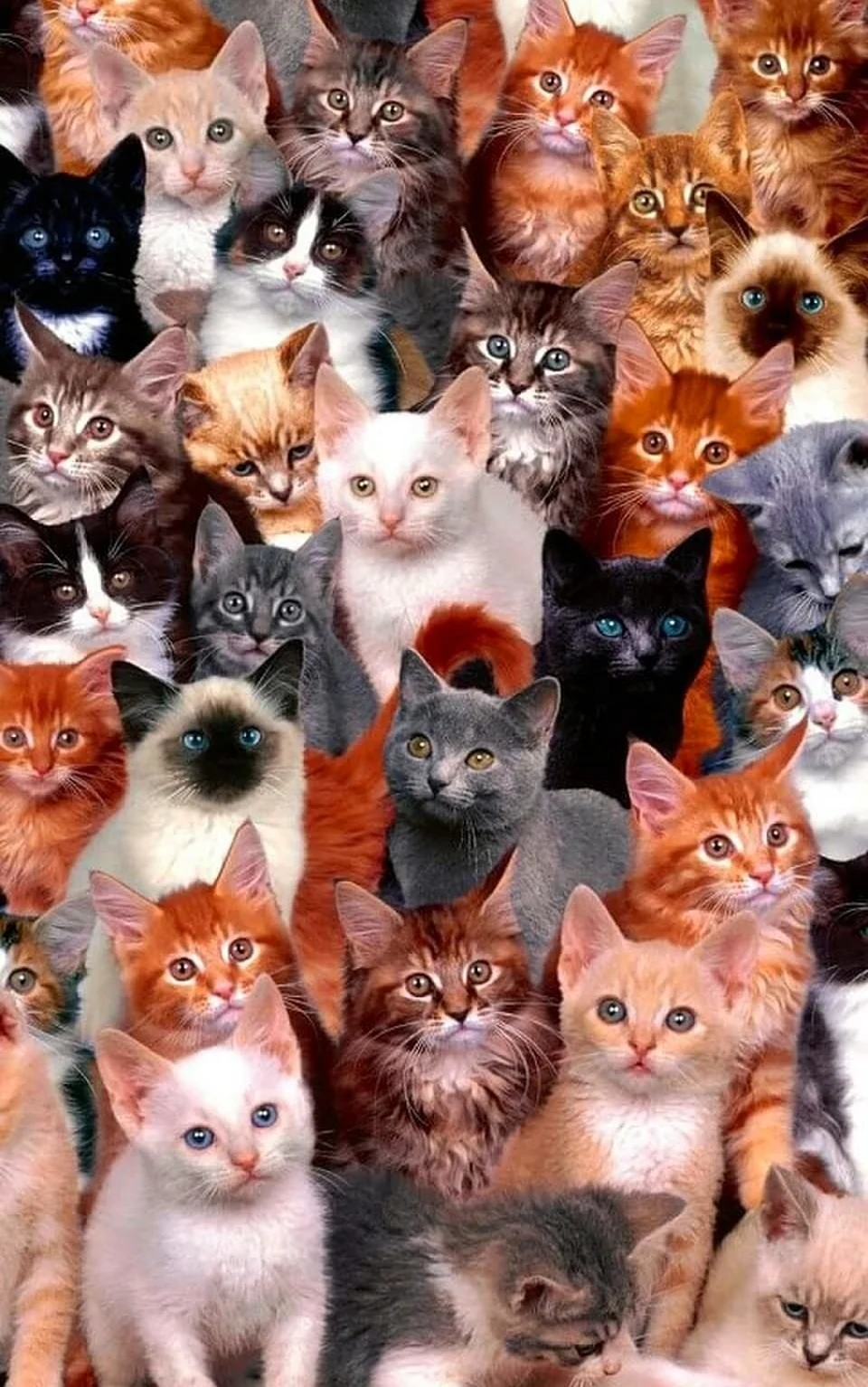Много кошек. Красивые картинки животных