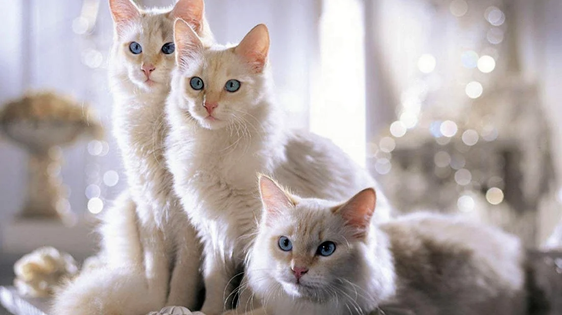Много красивых кошек. Красивые картинки животных