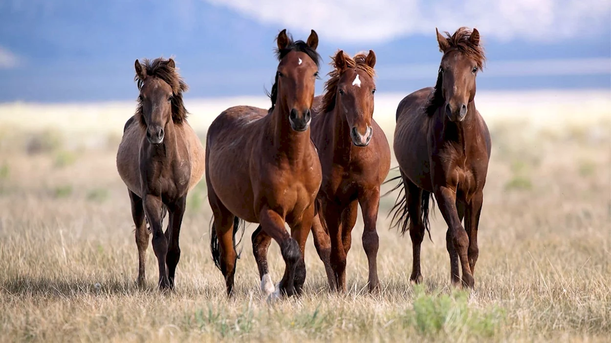 Много лошадей. Красивое животное