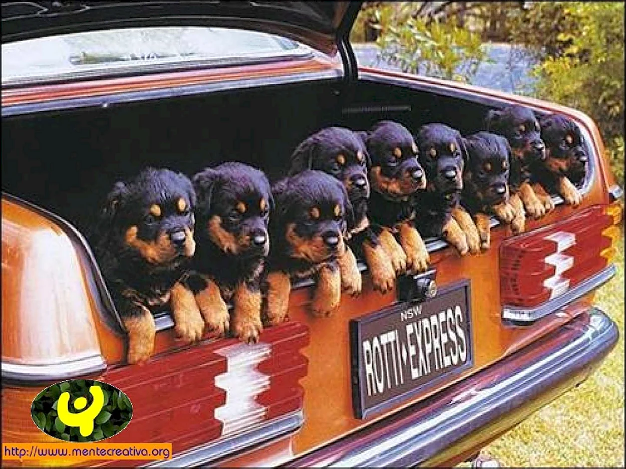 Много собак в машине. Красивое животное