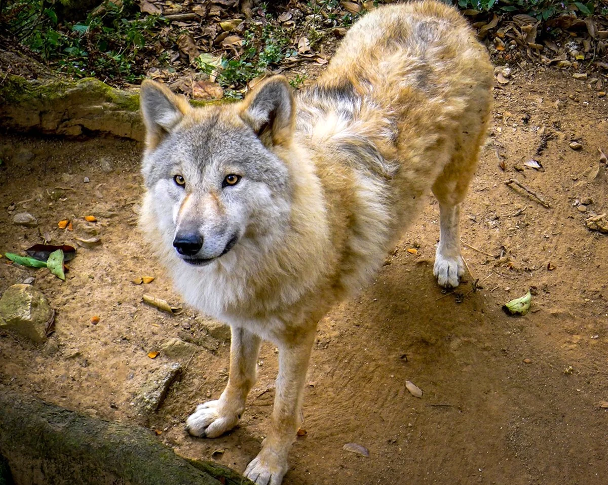Моголлонский горный волк. Красивое животное
