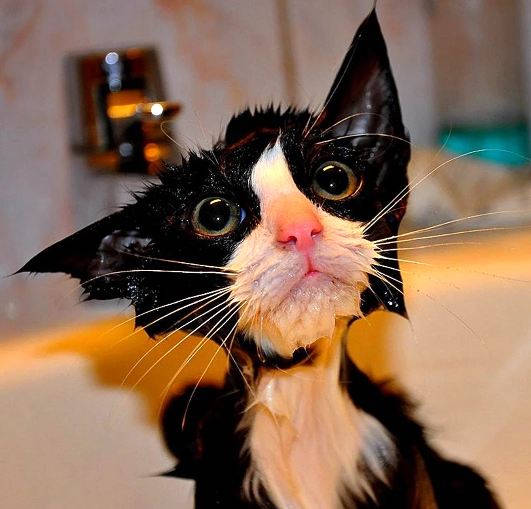 Мокрая кошка. Красивые картинки животных