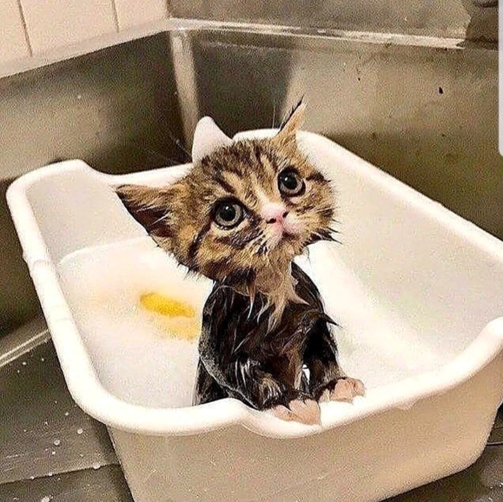 Мокрый котенок. Красивое животное