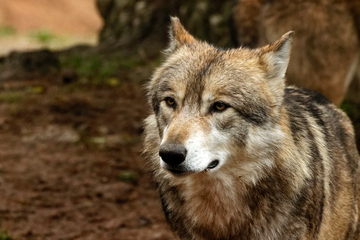 Молодой волк фото. Красивое животное