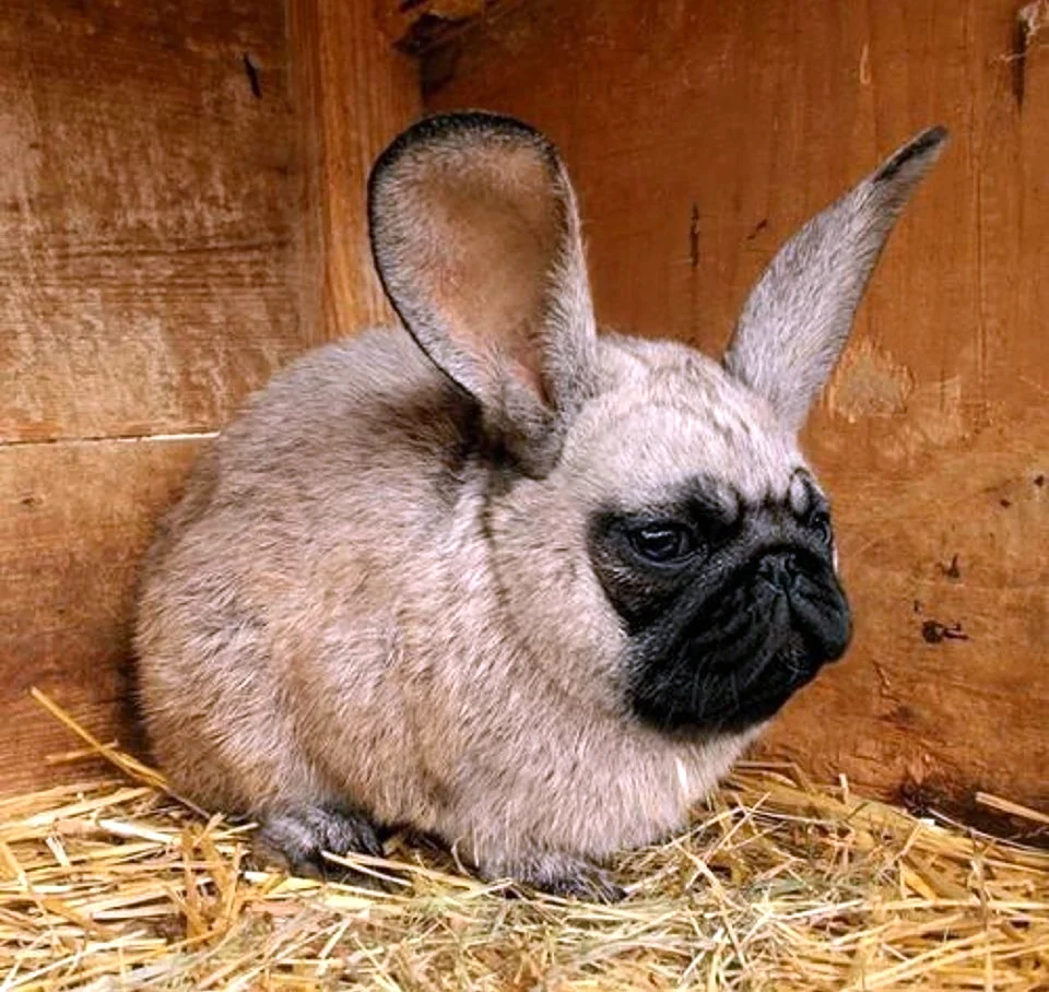 Мопс с ушами зайца. Красивое животное