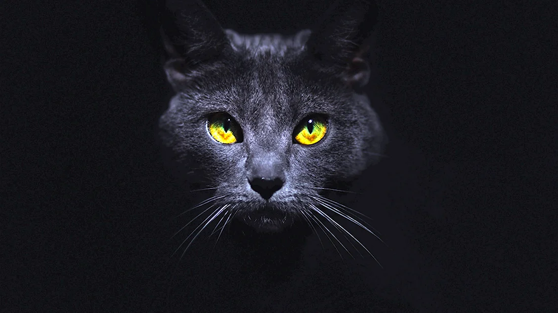 Морда черной кошки. Красивые картинки животных