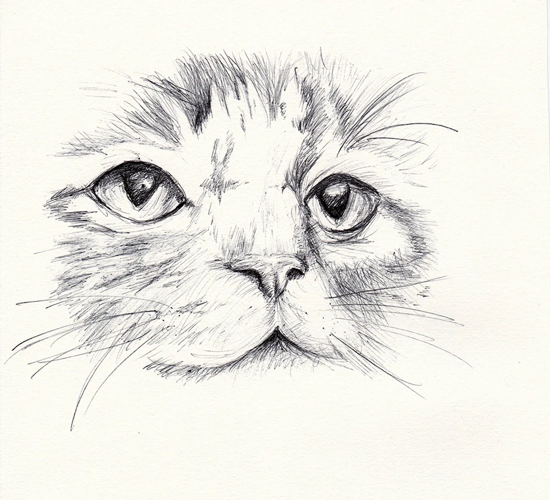 Морда кота рисунок. Красивые картинки животных