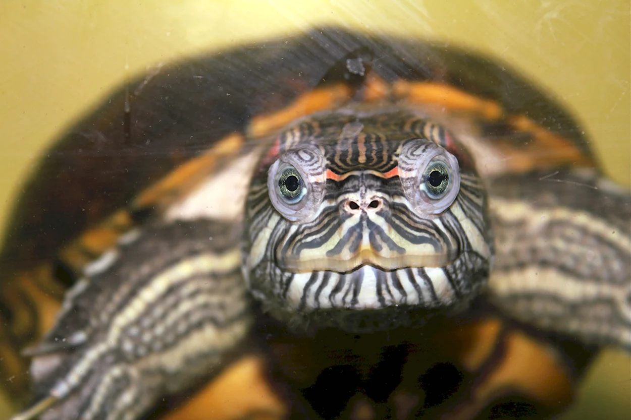 Морда красноухой черепахи. Красивое животное