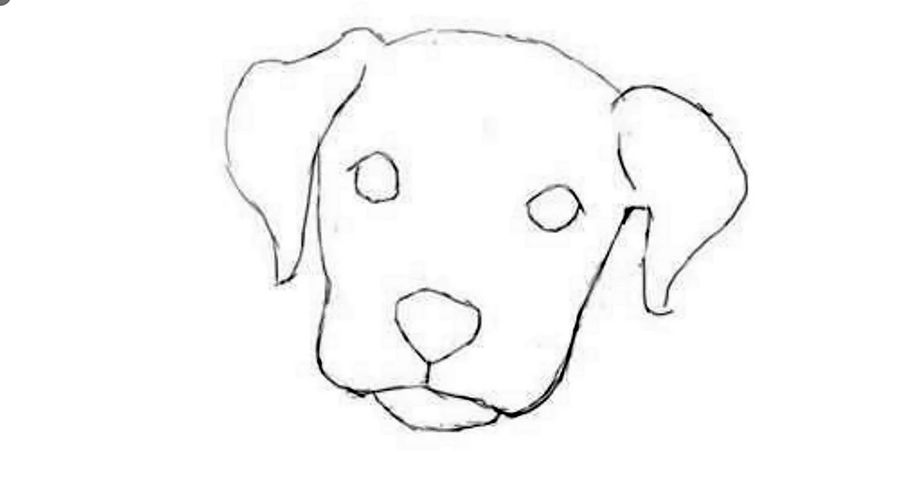 Морда собаки рисунок карандашом. Для срисовки