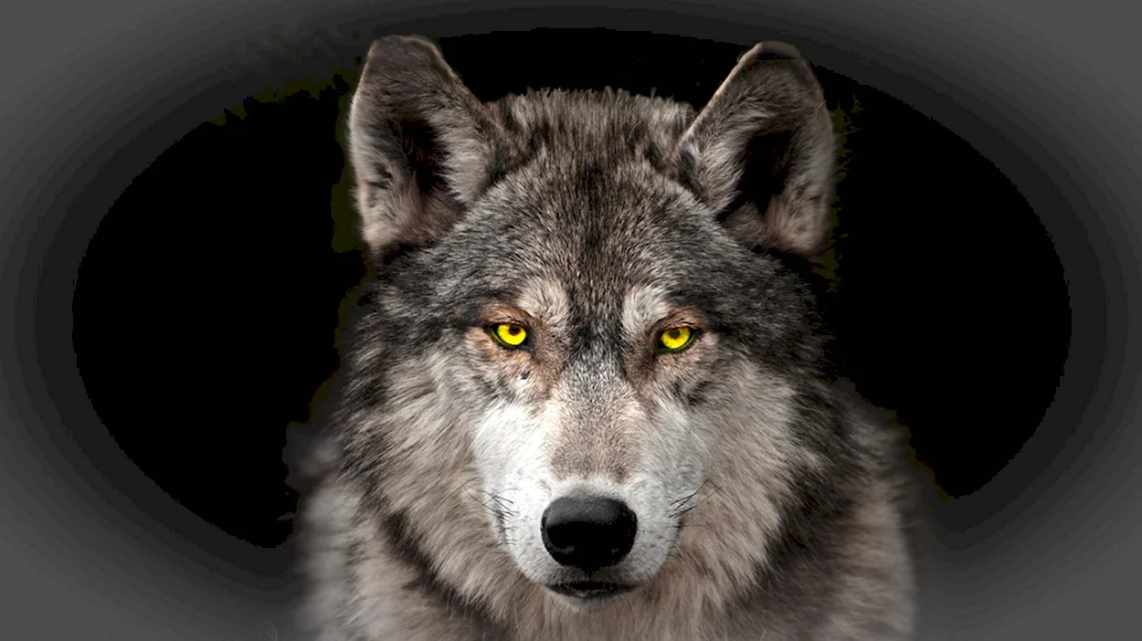 Морда волка на черном фоне. Красивое животное