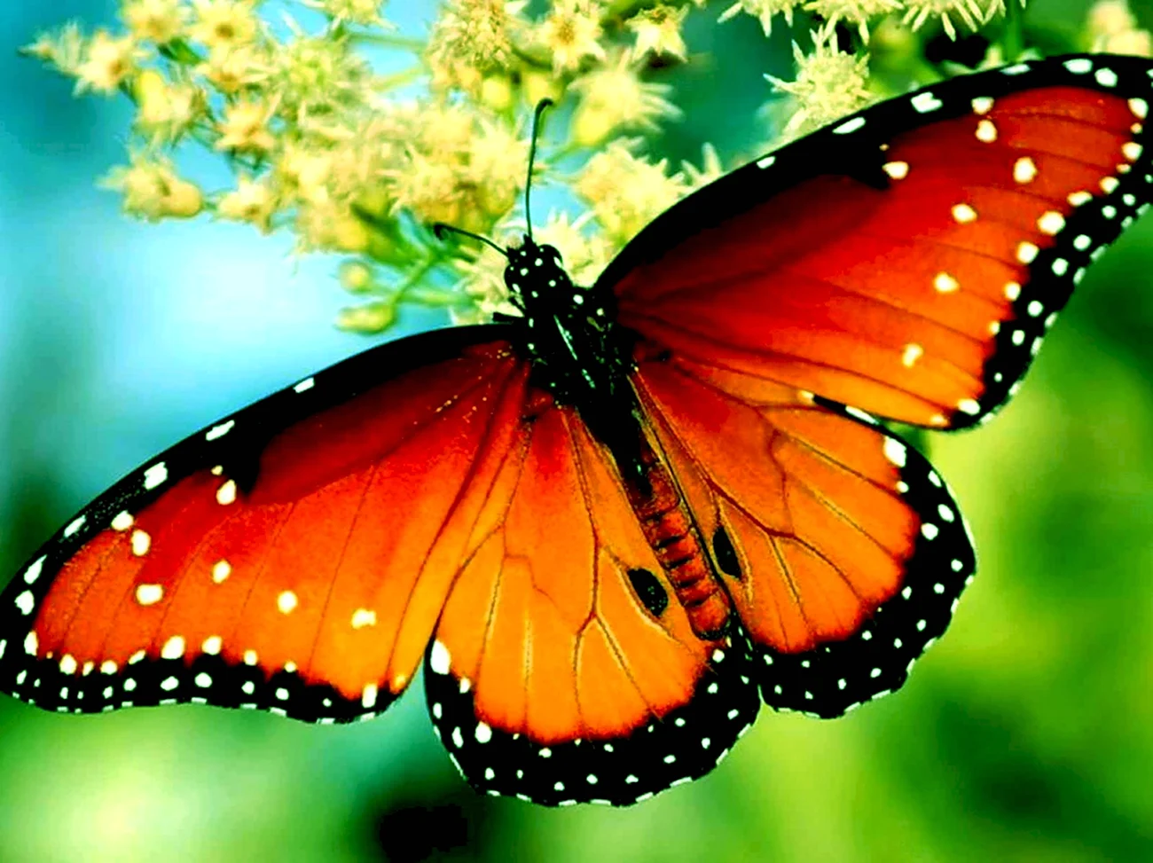 Морфо адонис бабочка. Красивая картинка