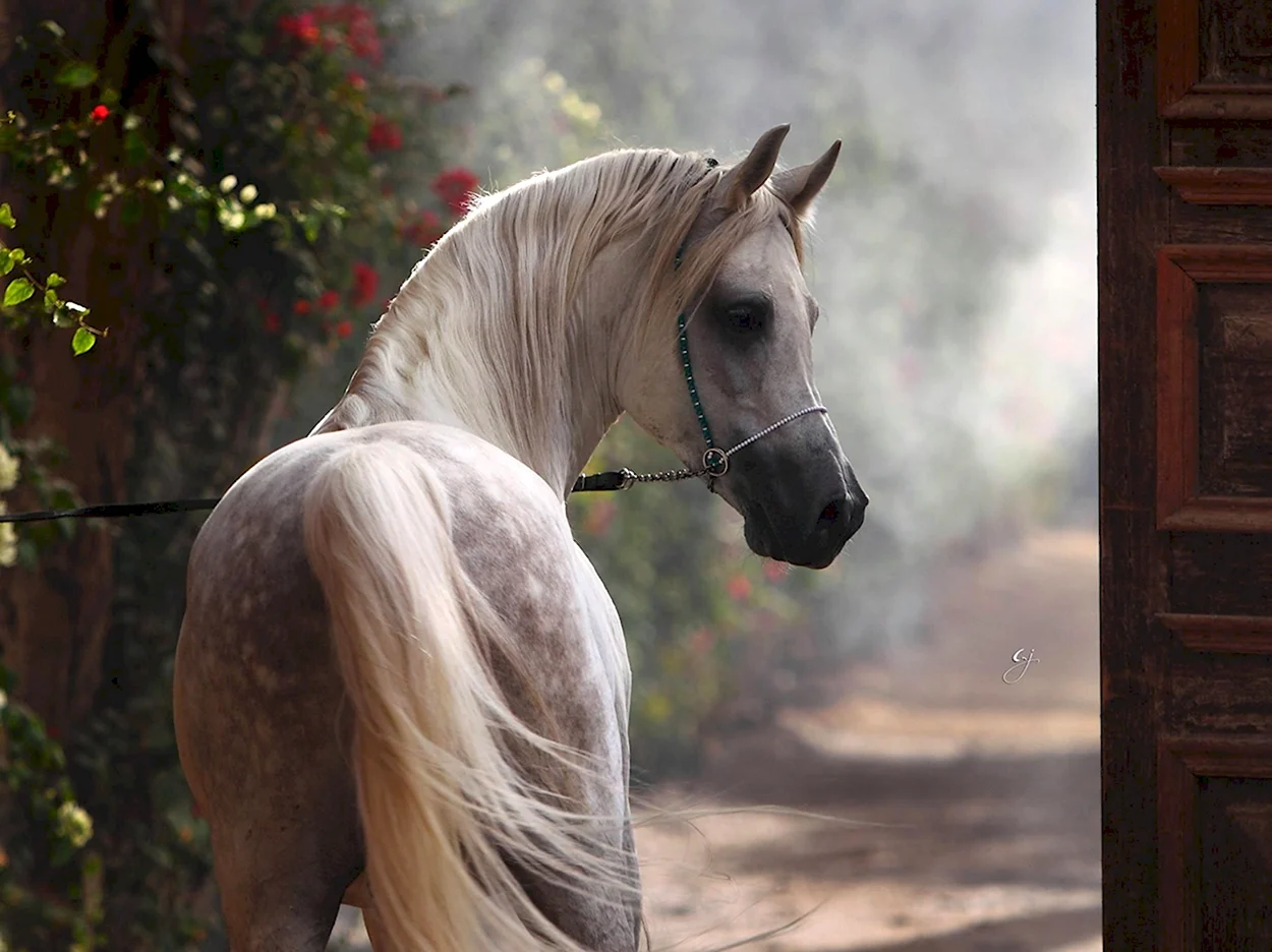 Морган лошадь. Красивое животное