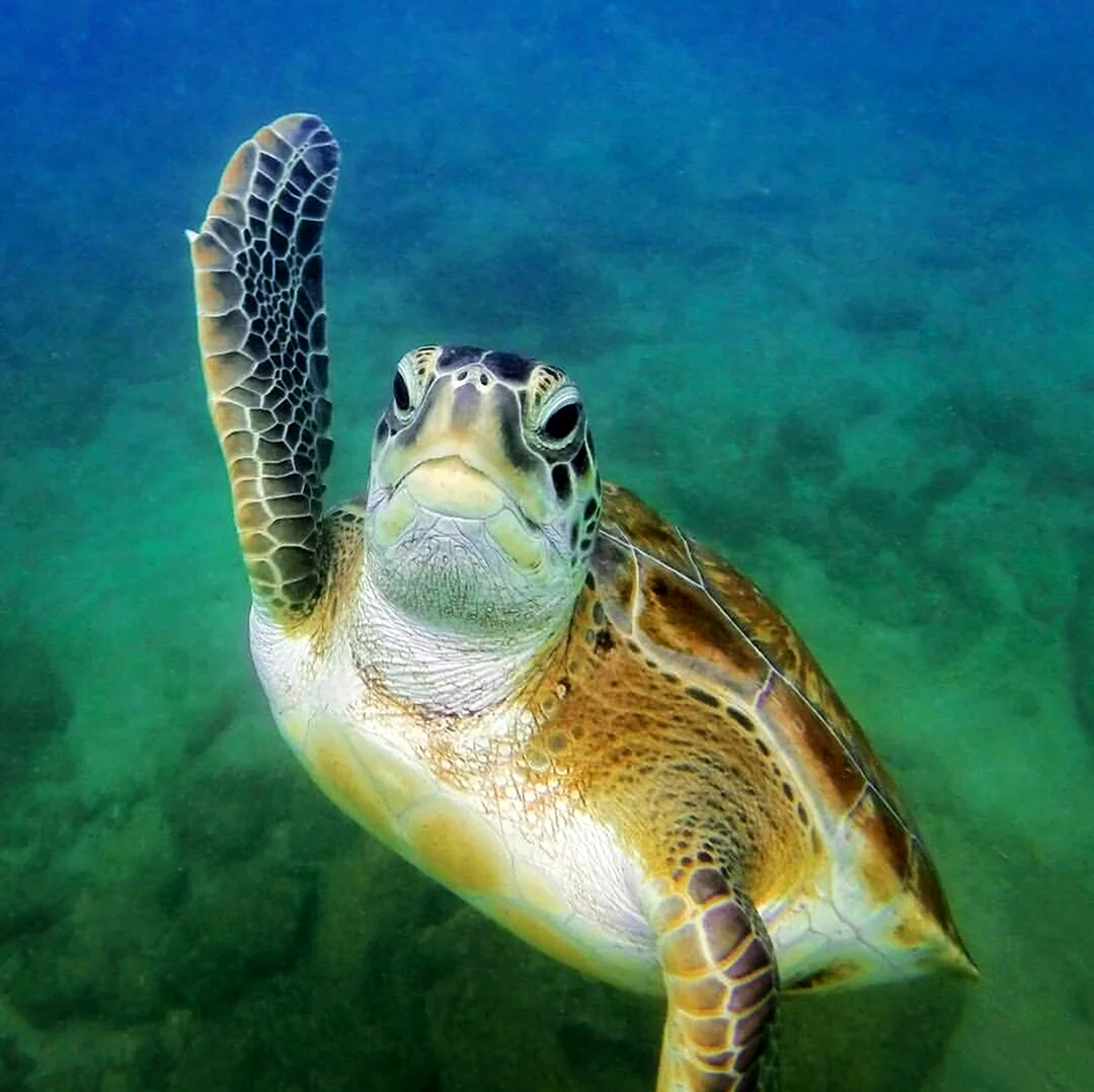 Морская черепаха. Красивое животное