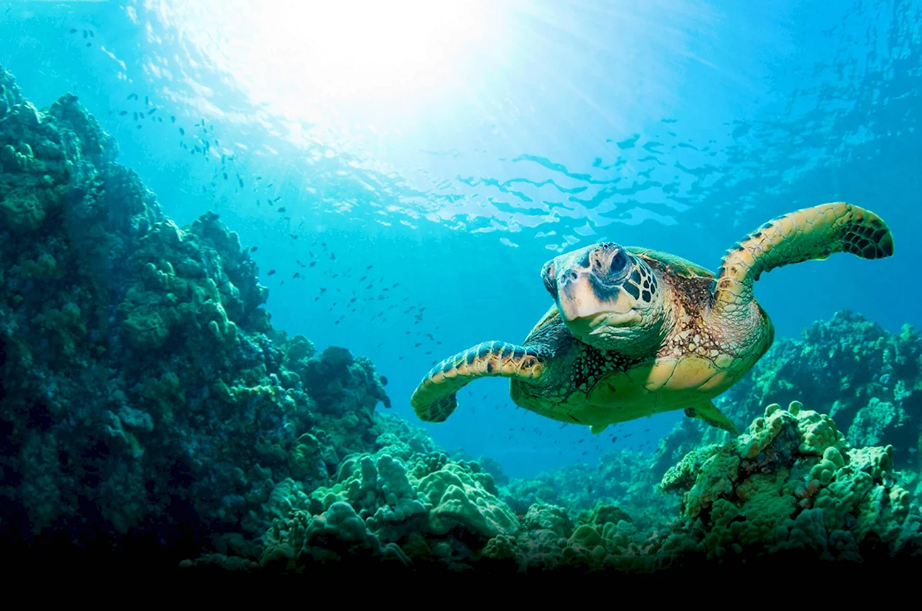 Морская черепаха Галапагосы. Поздравление