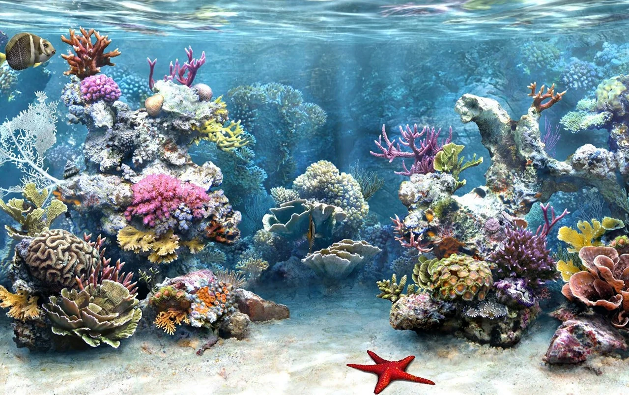 Морской аквариум коралловый риф. Картинка
