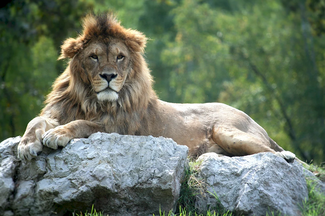 Мосбахский Лев. Красивое животное