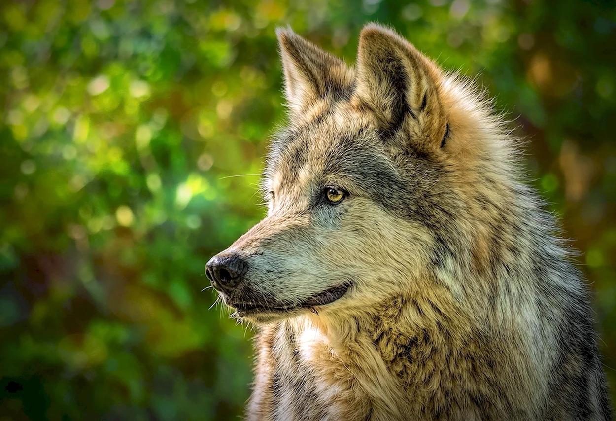 Мосбахский волк. Красивое животное