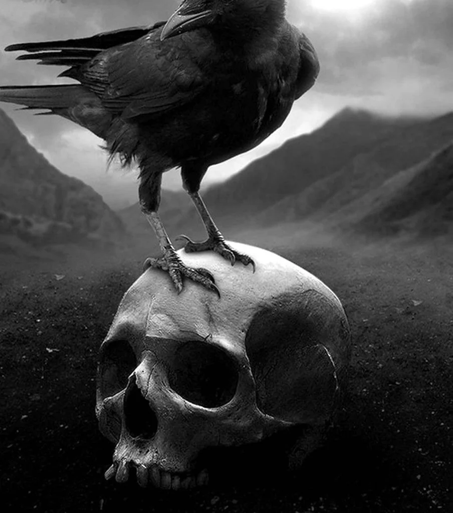 Мрачные птицы. Картинка