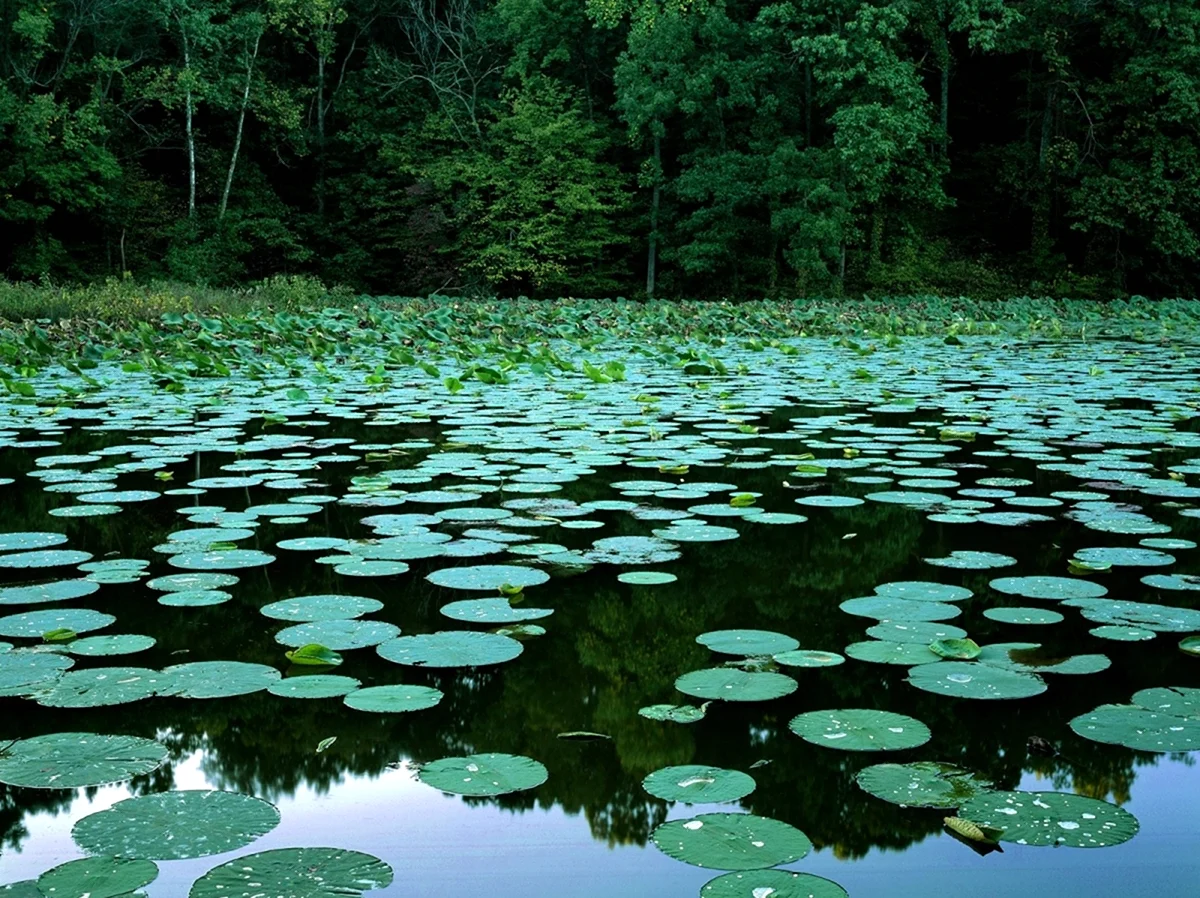 Мшистые болота Румыния. Картинка
