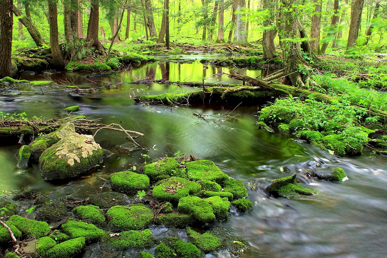 Мшистые болота Румыния. Картинка