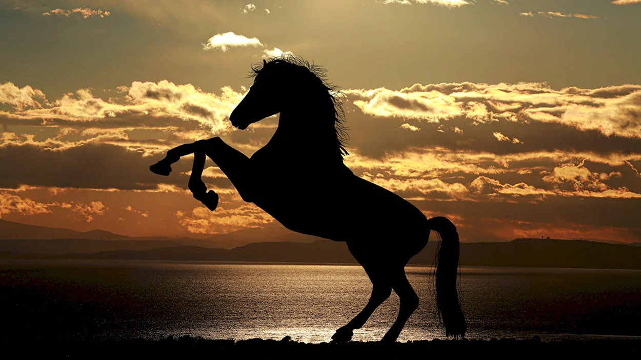 Мустанг лошадь. Красивое животное