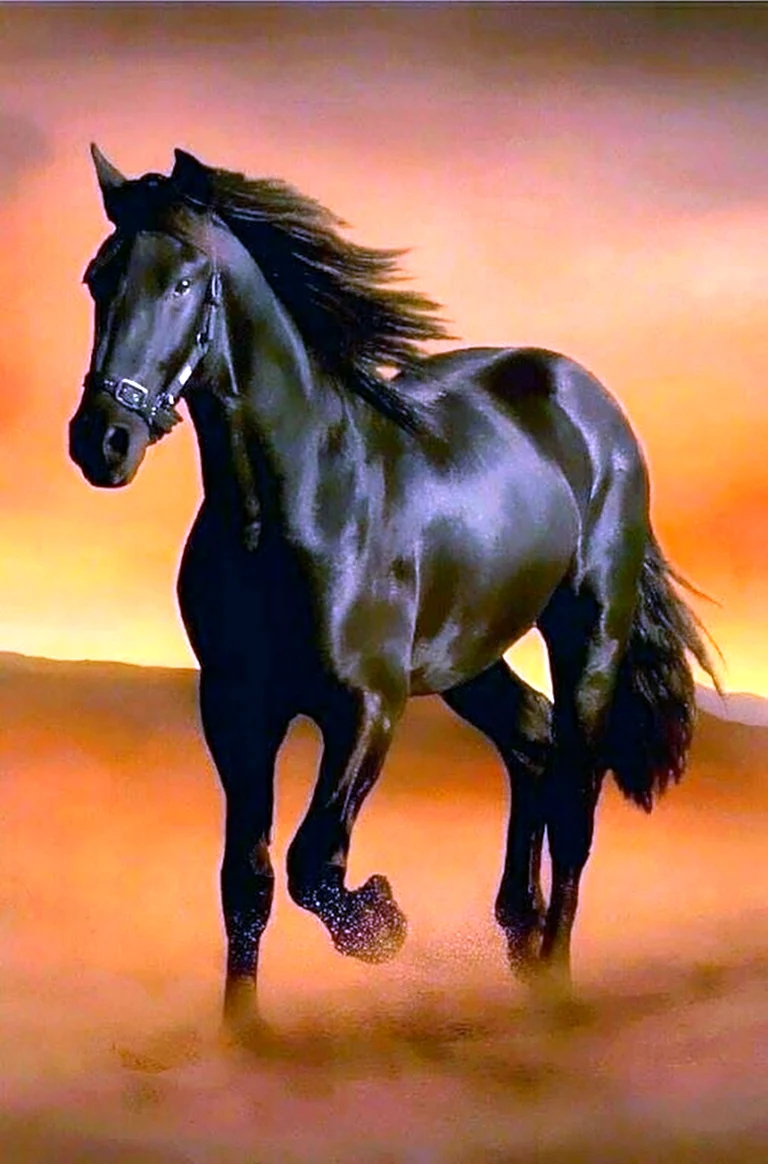 Мустанг лошадь черный. Красивое животное