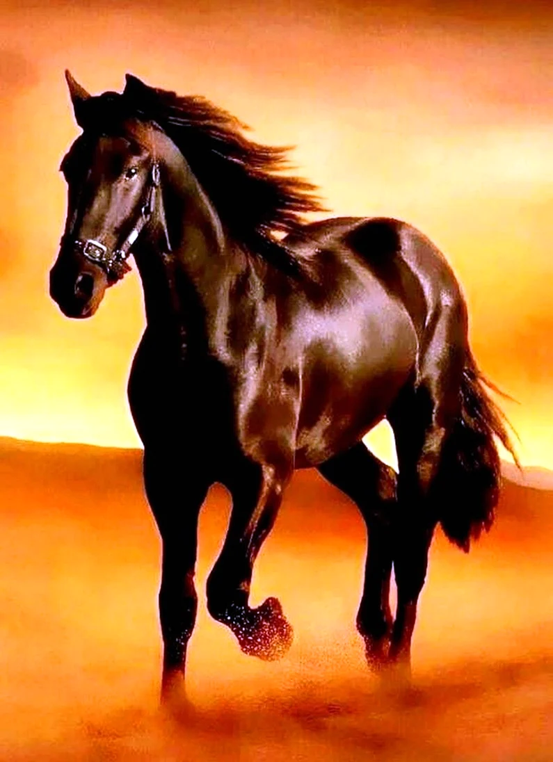 Мустанг лошадь черный. Красивое животное