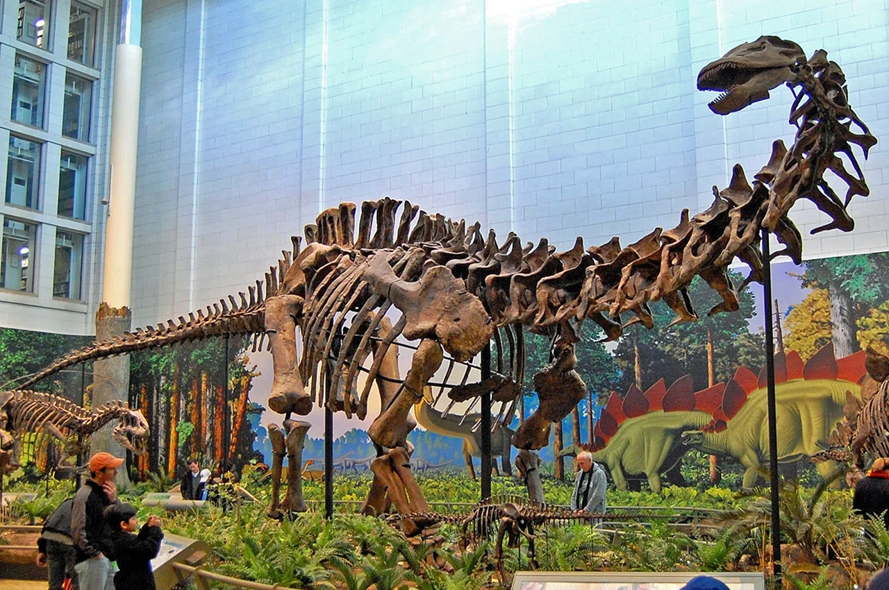Музей динозавров Сычуань. Картинка