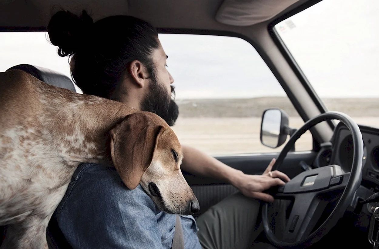 Мужчина с собакой в машине. Красивое животное