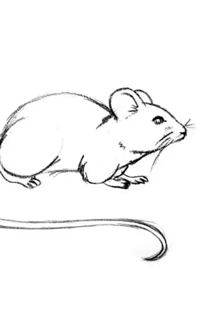 Мышь полевка рисунок легкий. Для срисовки