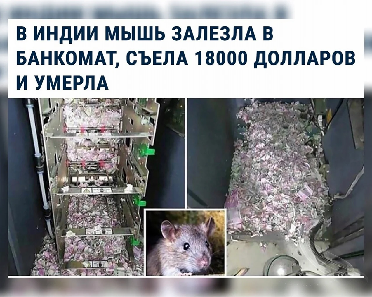 Мышь съела деньги в банкомате. Прикольная картинка
