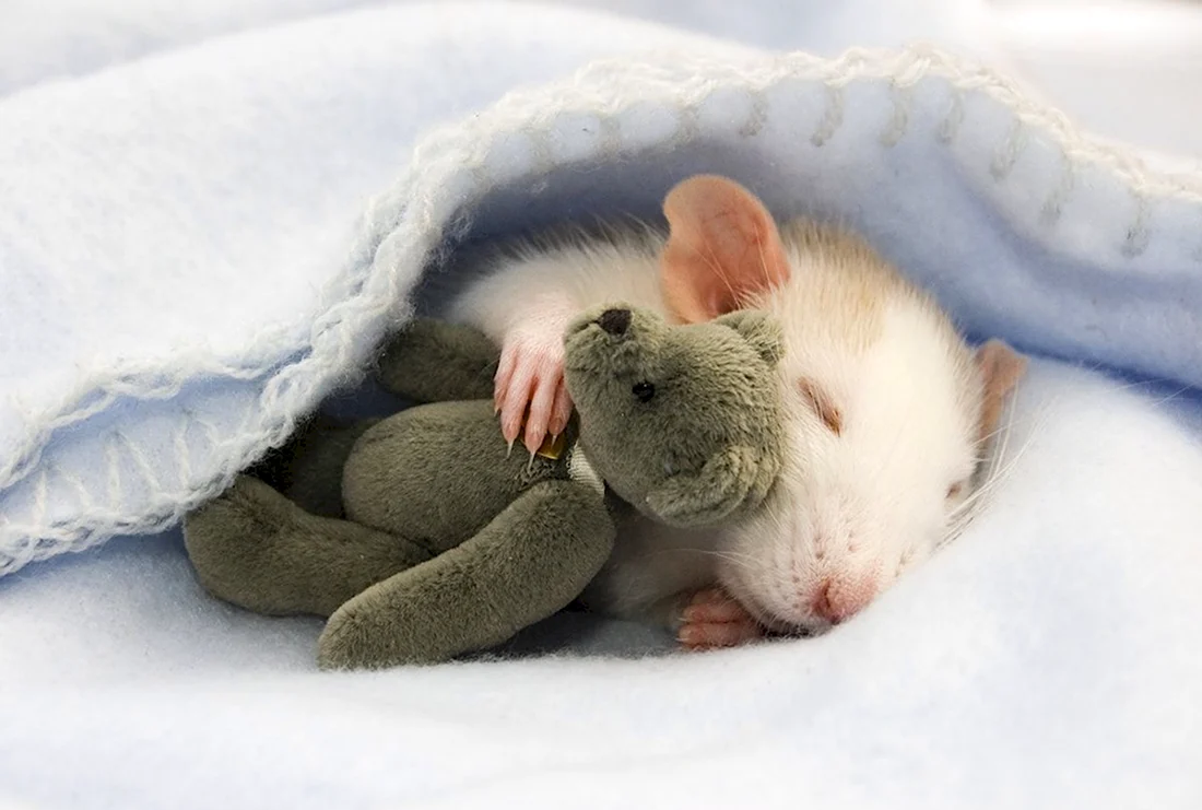 Мышка спит. Открытка с пожеланием спокойной ночи