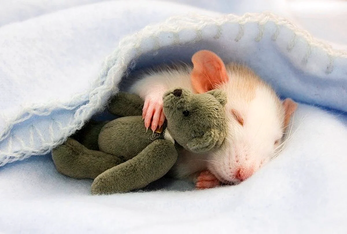 Мышка спит. Красивое животное