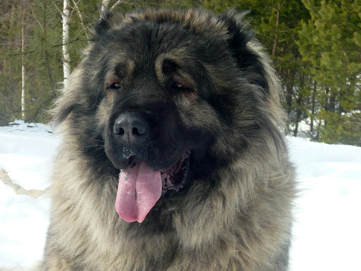 Нагази Грузинская Горная сторожевая собака. Красивое животное