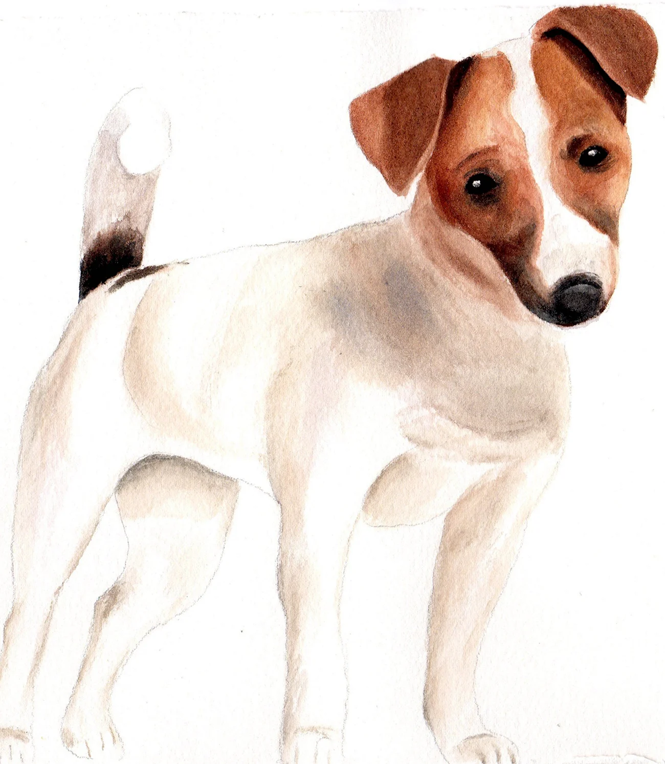 Нарисованная собака породы Джек Рассел. Для срисовки