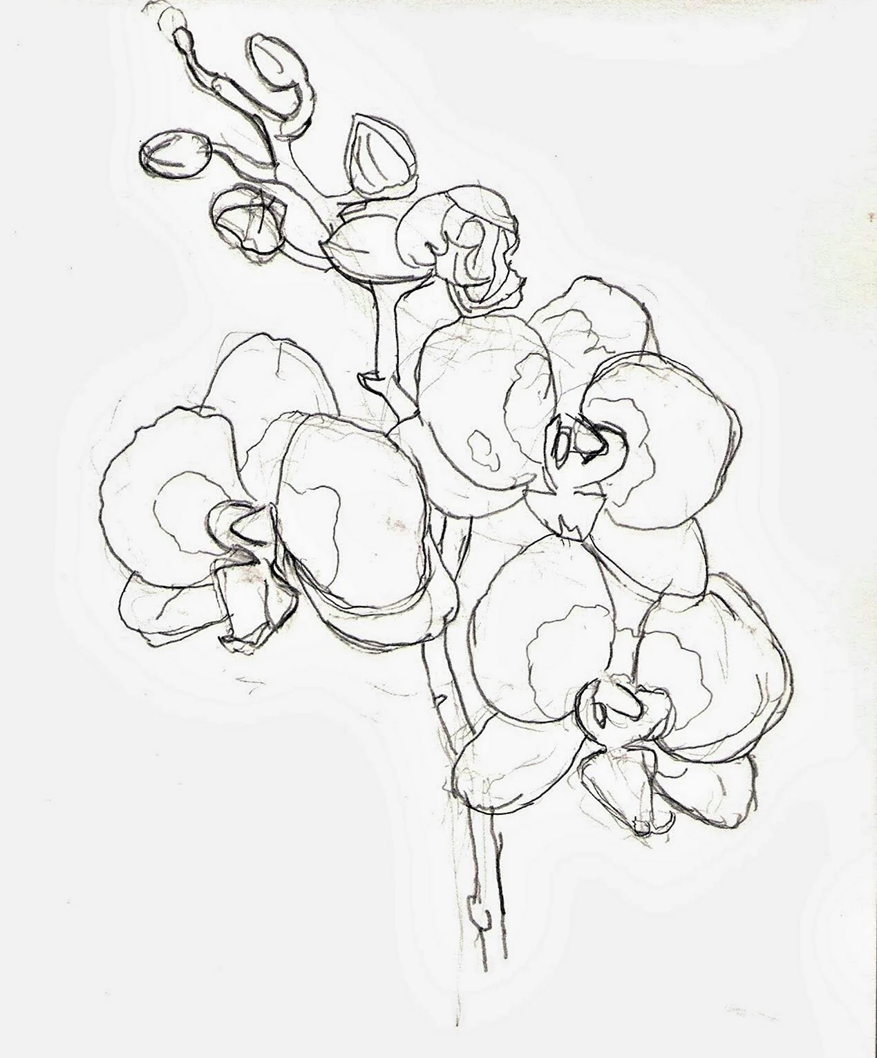 Нарисовать орхидею. Для срисовки